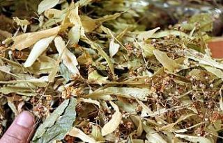 Kar ve buz aktarlara olumsuz yansıdı