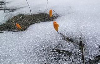 Kar ve çiğdemler bir arada