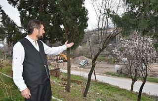 Kar ve don çiçek açan ağaçları etkiledi