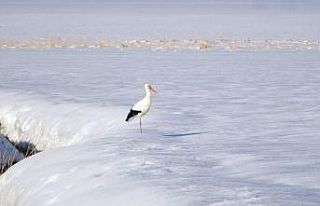 Kara kışa rağmen ovayı terk etmeyen leylek şaşırttı