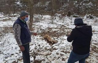 Karabük’te zehirli koyunu yiyen köpekler telef...