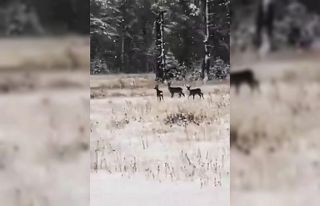 Karacalar doğal alanda görüntülendi