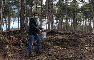 Karaçam’a tohum takviyesi