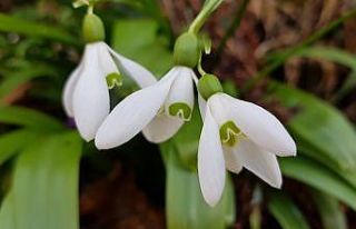 Karadeniz’de yetişen kardelen çiçeğinin nesli...