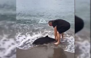 Karaya vuran yunusu hayata döndürdü