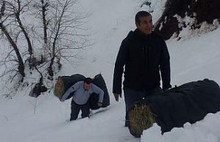 Karda aç kalan dağ keçileri bırakılan yemlere...