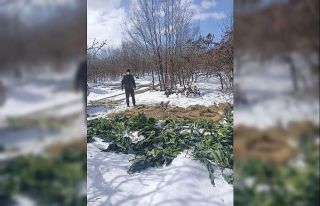 Karda aç kalan yaban hayatına 1 buçuk ton yem bırakıldı