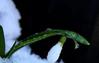 Kardelenler yüzünü gösterdi