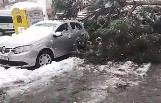 Karın ağırlığına dayanamayan ağaç araçların...