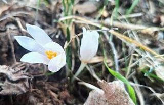 Karnavas köyünde kardelenler açmaya başladı