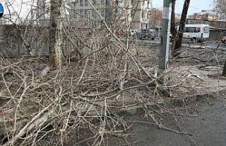 Kars’ta ağaçlar budanıyor