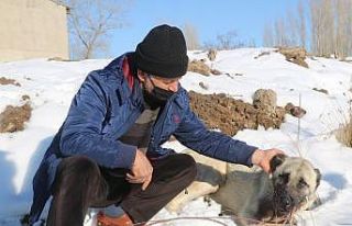 Kazlarını yiyen 2 köpeği av tüfeğiyle vurdu