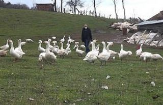 Kazlarıyla konuşuyor, bütün gününü onlarla...