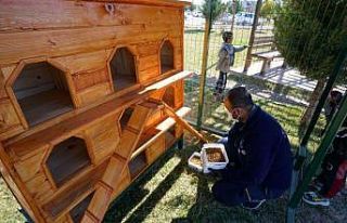 Kediler sıcak yuvalarına kavuştu