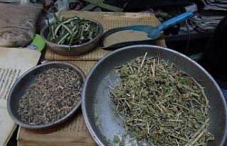 Kekik, kaynatıldığında evi dezenfekte ediyor