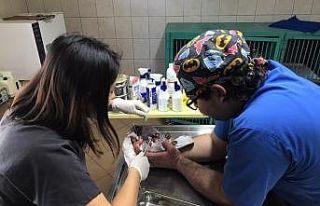 Kemer’de bulunan yaralı güvercin, tedavi altına...