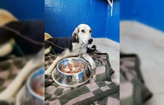 Kendisi kurtuldu yavruları kurtarılamadı