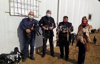 Kilis keçisi markalaşıyor