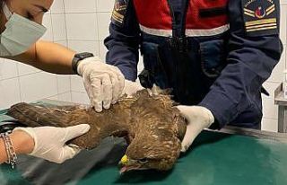 Kırıkkale’de nadir görülen ’paçalı şahin’...