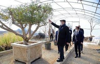 Kırşehir Belediyesi seralarda çiçek üretiyor