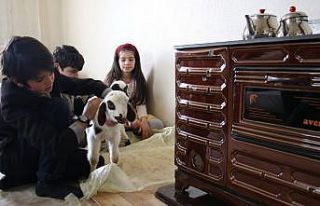 Kış günü doğan kuzulara soba kenarında bakılıyor,...