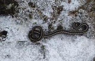 Kış mevsiminde görülen yılan şaşırttı