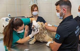 Kısırlaştırılan kedi-köpek sayısı iki katına...