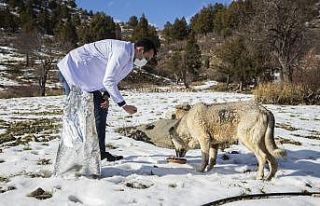 Kısıtlamada zorlu kış şartlarındaki hayvanlar...
