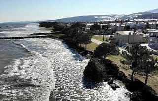 Kıyı erozyonu birçok ağacı kökünden söktü