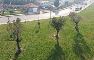 Kocaeli’ne 15 yılda 100 bin zeytin fidanı dikildi