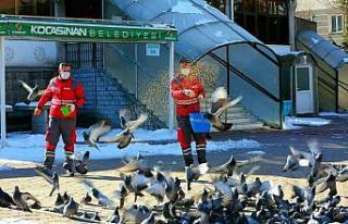 Kocasinan Belediyesi’nden sokak hayvanları için...