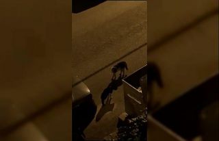 Koçların kavgasından sonra kediler sahnede
