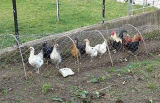 Komşular arasındaki tavuk kavgası ’tavuk tüneli’...