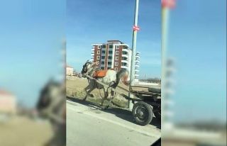 Konya’da başıboş at trafikte tehlike saçtı