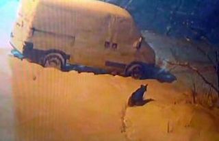 Konya’da kurtlar şehre indi