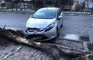 Konya’da otomobil ağaca çarptı: 1 yaralı