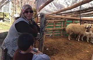 Konya’da şehit annesinin koyunları çalındı