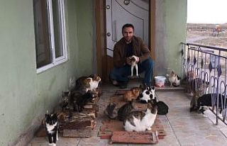 Konya’da yaklaşık 30 kedi besleyen imam: "Biz...