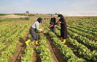 Kooperatif ile birleşen kadınlar tarlada üretim...