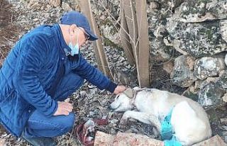 Köpeği boynundan vurup kaçtılar