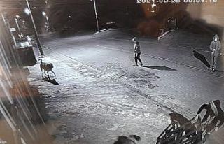 Köpeğin çalınma anı saniye saniye kameraya yansıdı