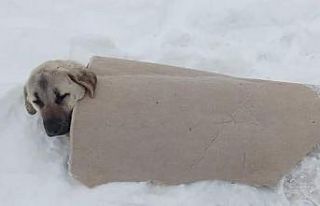 Köpeğin üzerine üşümesin diye halı ile örttü