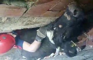 Köpeklerden kaçan inek iki duvar arasında sıkıştı