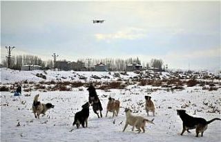 Köpeklerin drone ile imtihanı