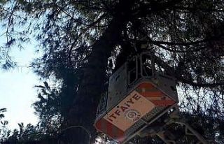 Köpekten korkup çıktığı ağaçtan itfaiye indirdi