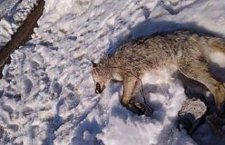 Köye inen kurdu sürüyü koruyan köpek öldürdü