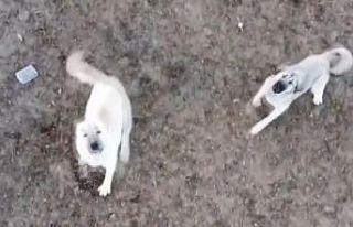 Koyun sürüsünü droneden korumak isteyen çoban...