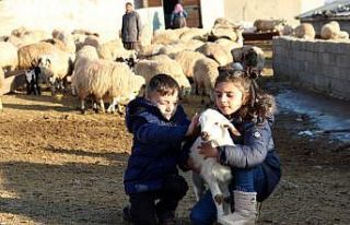 Koyun ve kuzuların buluşması renkli görüntülere...