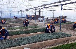 Kozan Belediyesi kendi bitkisini üretiyor