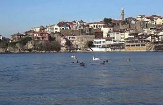 Kuğu ve ördekler Amasra’da renkli görüntüler...
